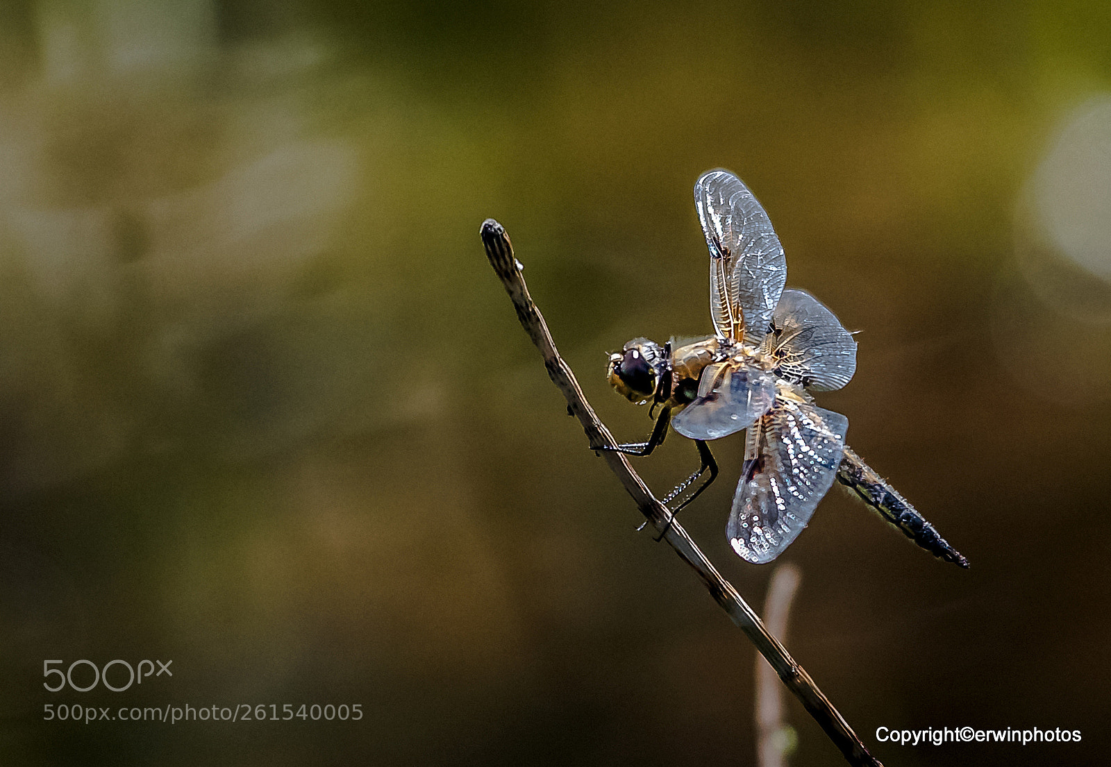 Nikon D750 sample photo. Blaue segellibelle photography