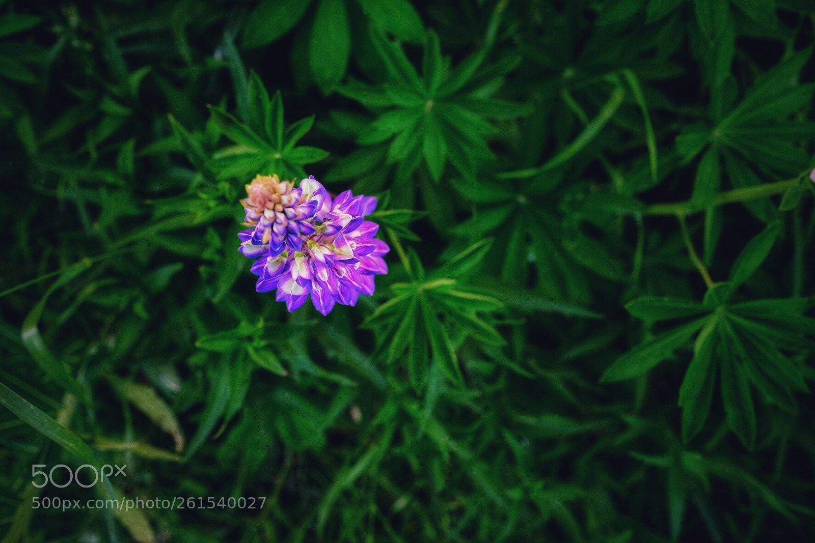 Fujifilm X-T10 sample photo. Untitled photography