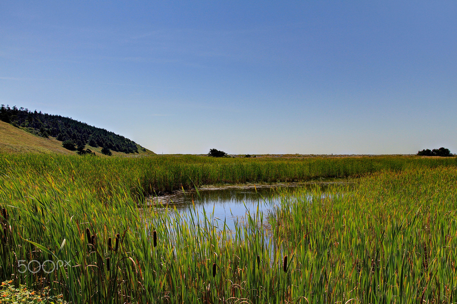 Canon EOS 650D (EOS Rebel T4i / EOS Kiss X6i) sample photo. Grassy pond photography