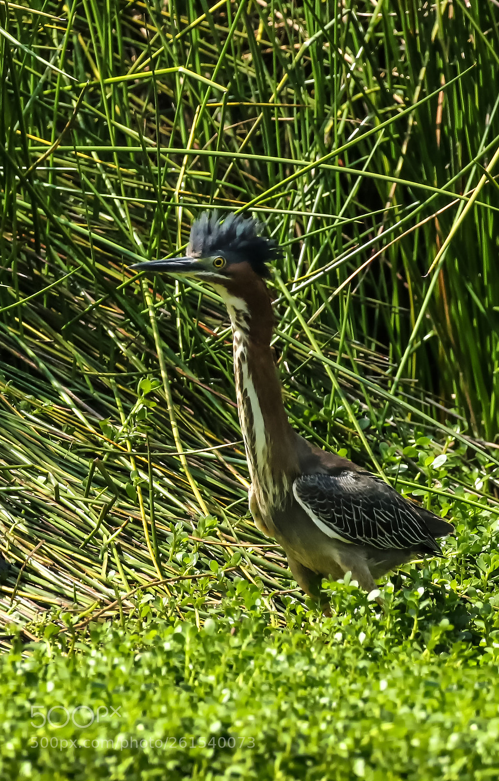 Canon EOS 7D Mark II sample photo. Modern-hairdo bird. photography