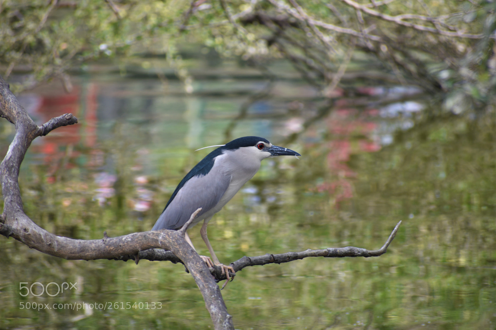 Nikon D5600 sample photo. Water bird photography