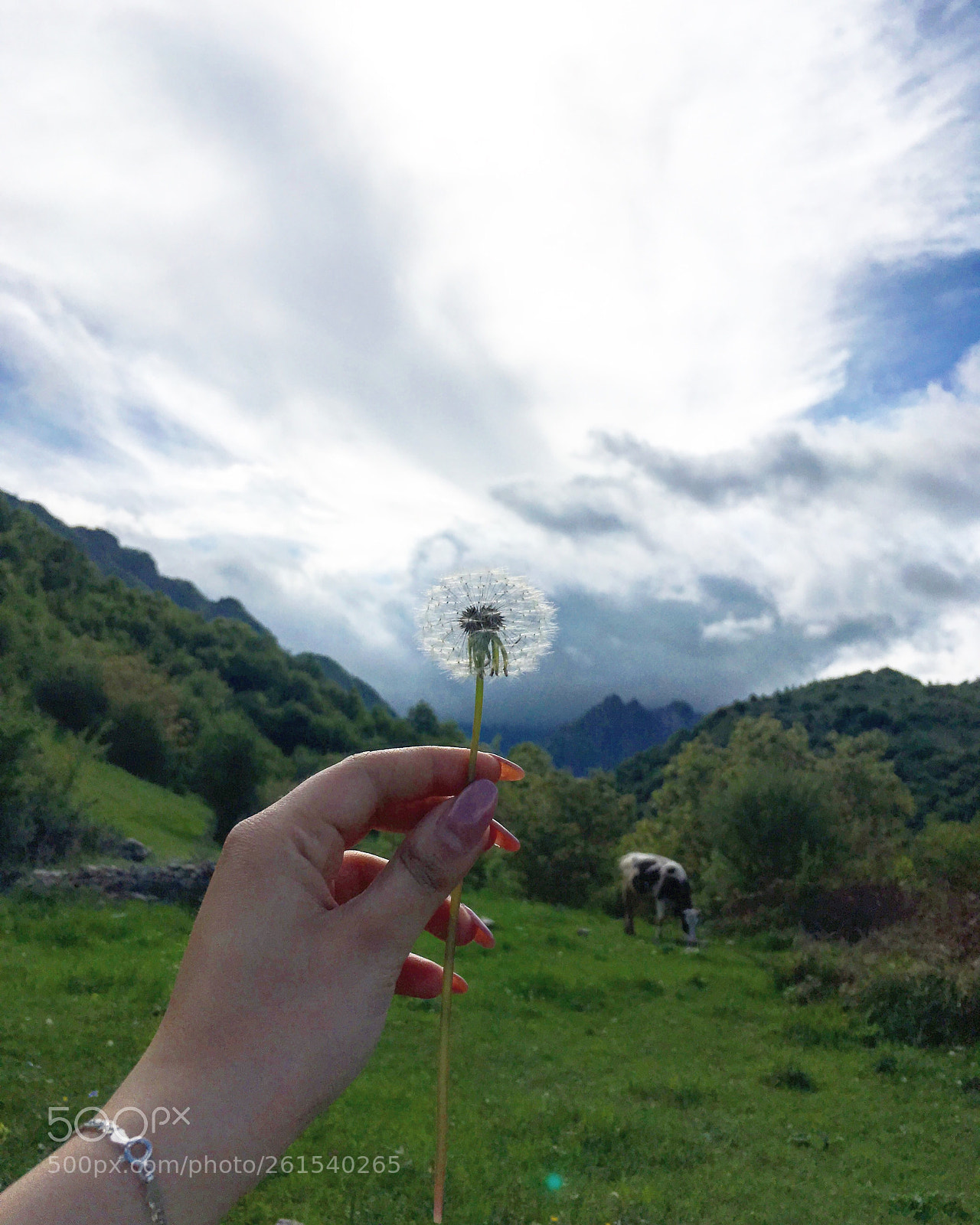 Apple iPhone SE sample photo. Dandelion photography