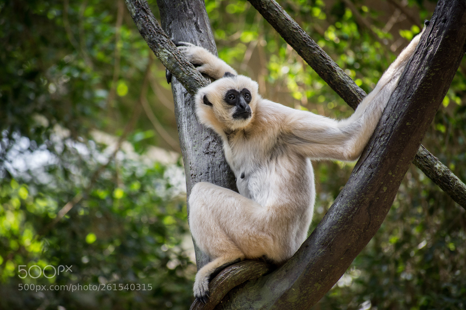 Nikon D7100 sample photo. White gibbon photography