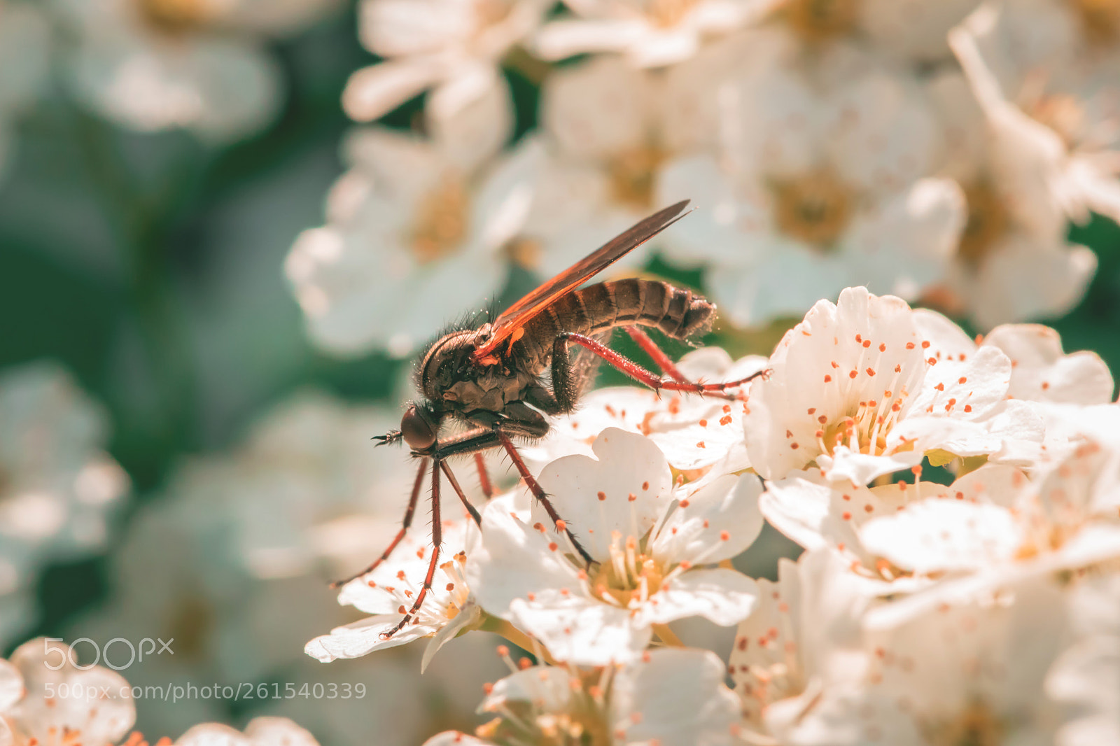 Canon EOS 80D sample photo. Macro photography