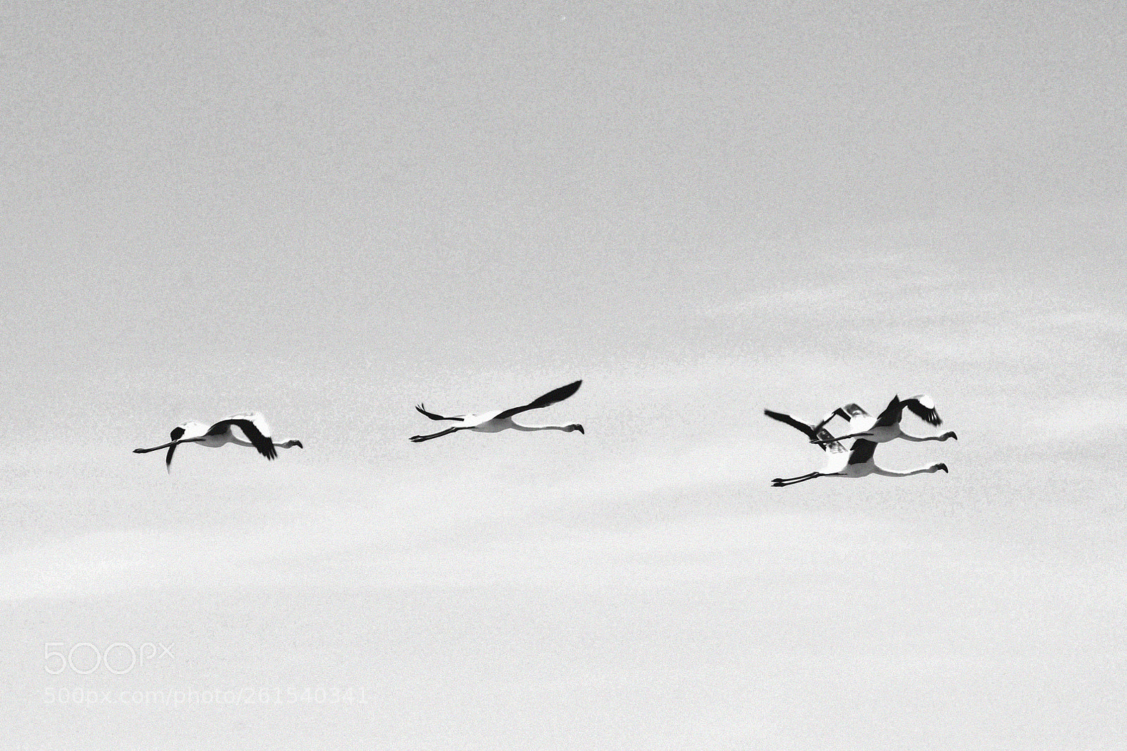 Pentax K-x sample photo. Flamencos photography