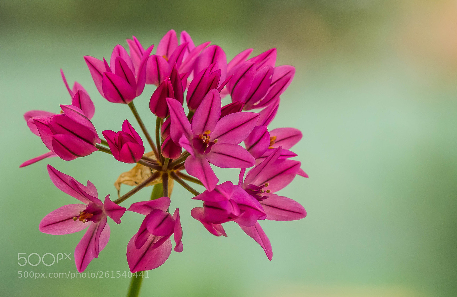 Nikon D7100 sample photo. Vivid. photography