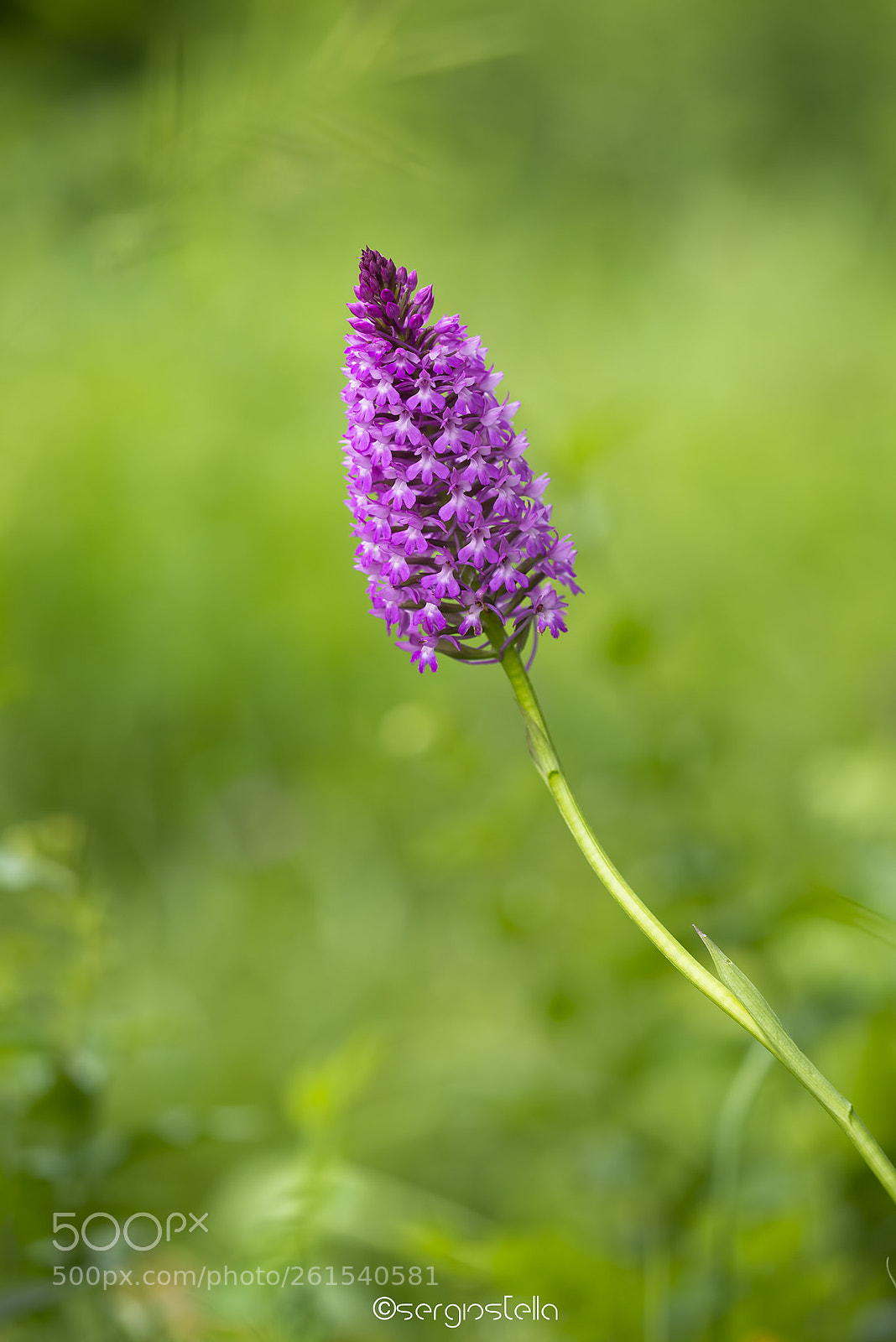 Nikon D610 sample photo. Anacamptis piramidalis photography