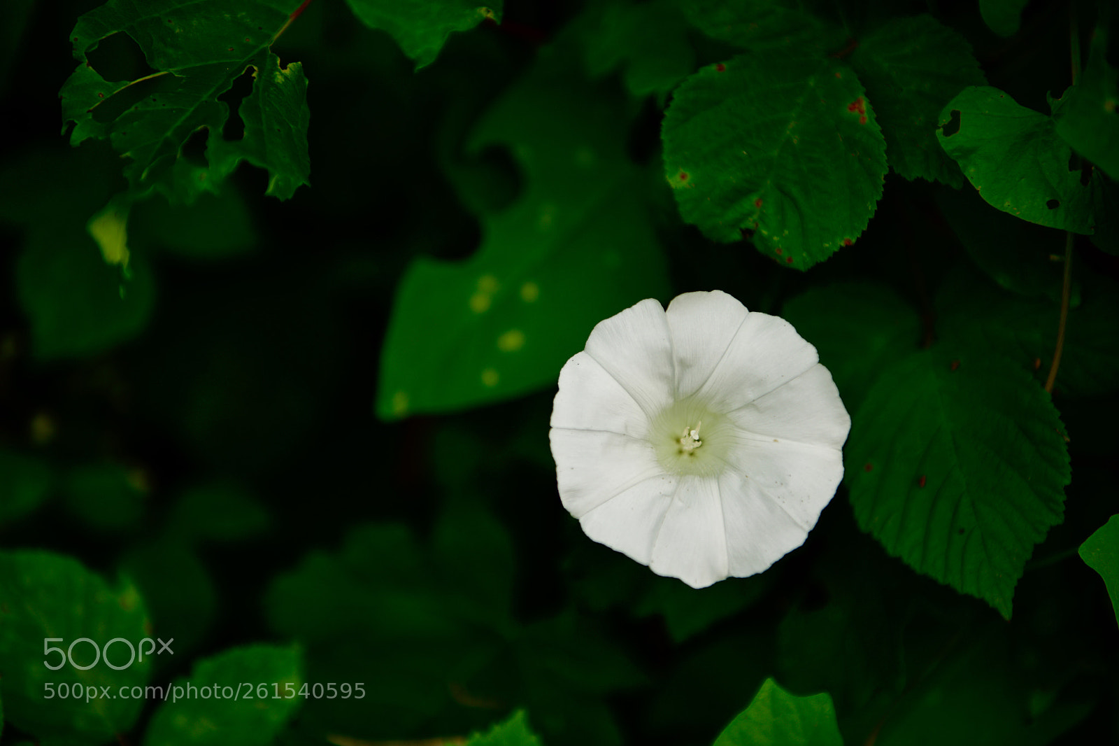 Nikon D850 sample photo. Hedge bindweed - zaunwinde photography