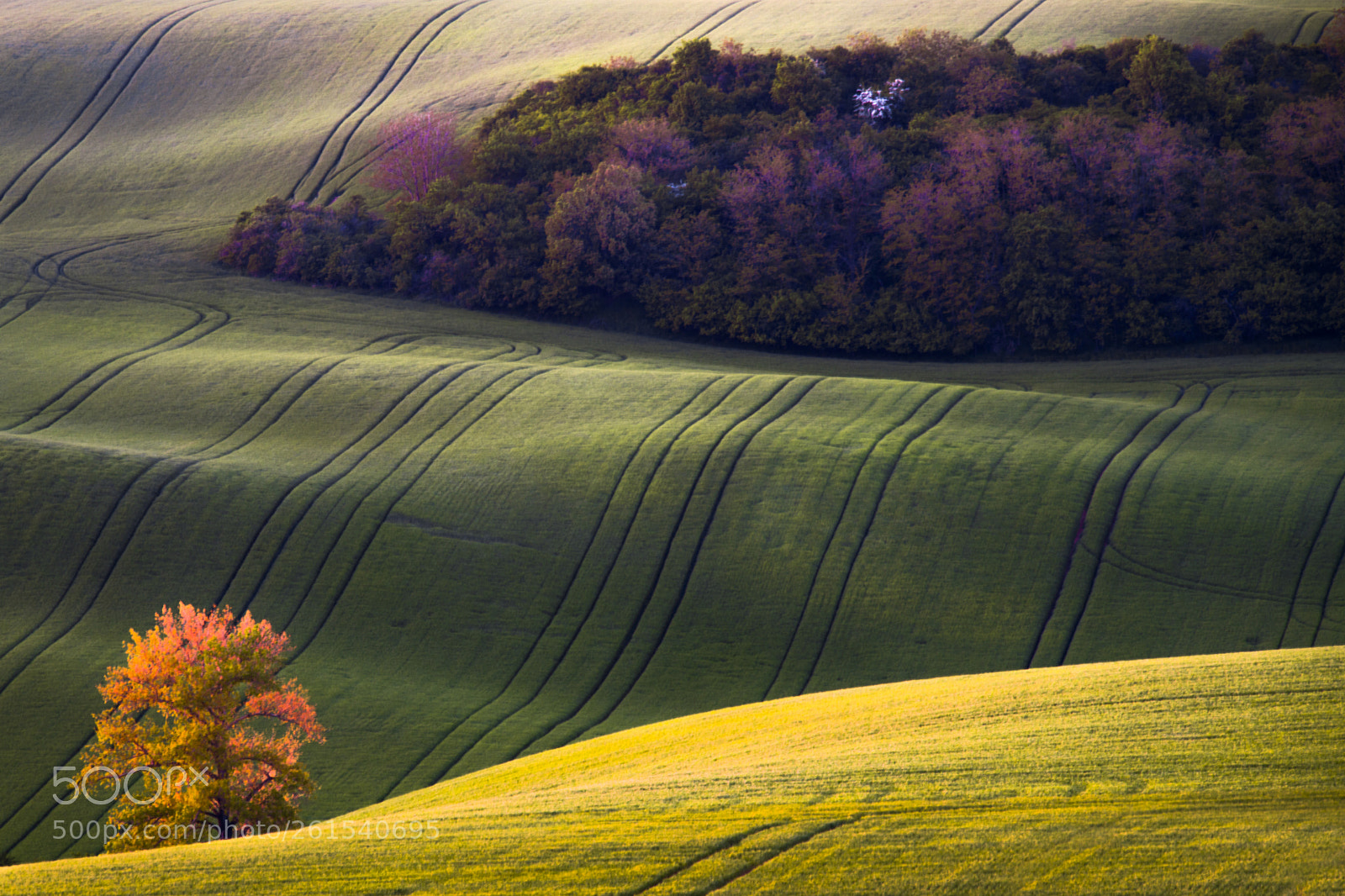 Nikon D850 sample photo. Fields of gold 2 photography