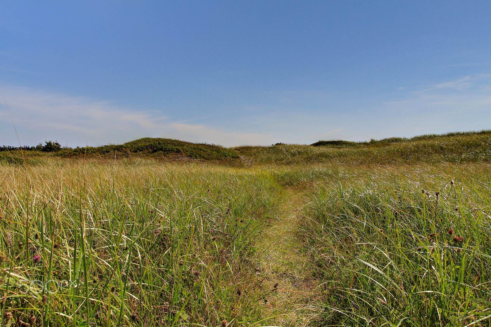 Canon EOS 650D (EOS Rebel T4i / EOS Kiss X6i) sample photo. Grass path photography