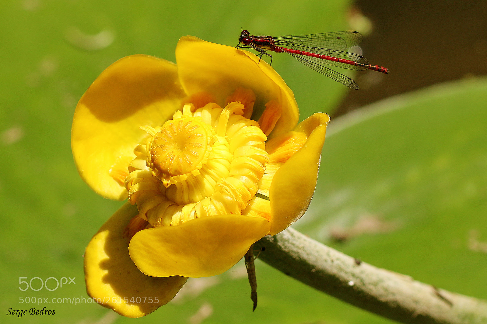 Canon EOS 70D sample photo. Img photography