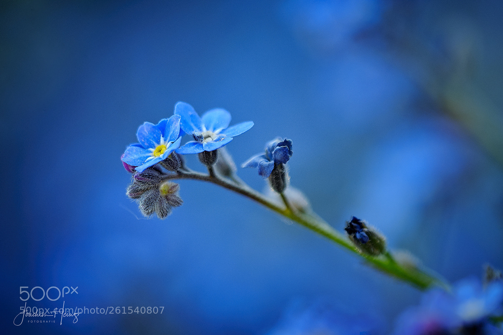 Fujifilm X-T2 sample photo. Blue photography