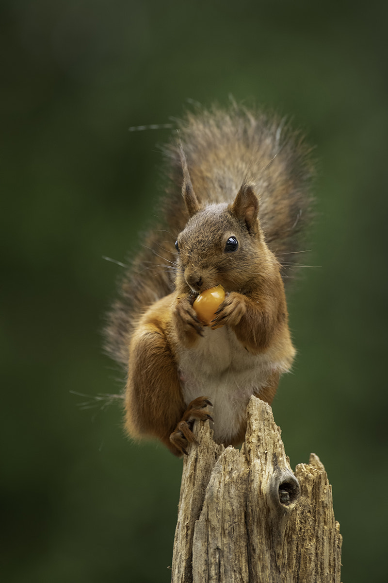 Pentax K-1 sample photo. Sciuridae photography