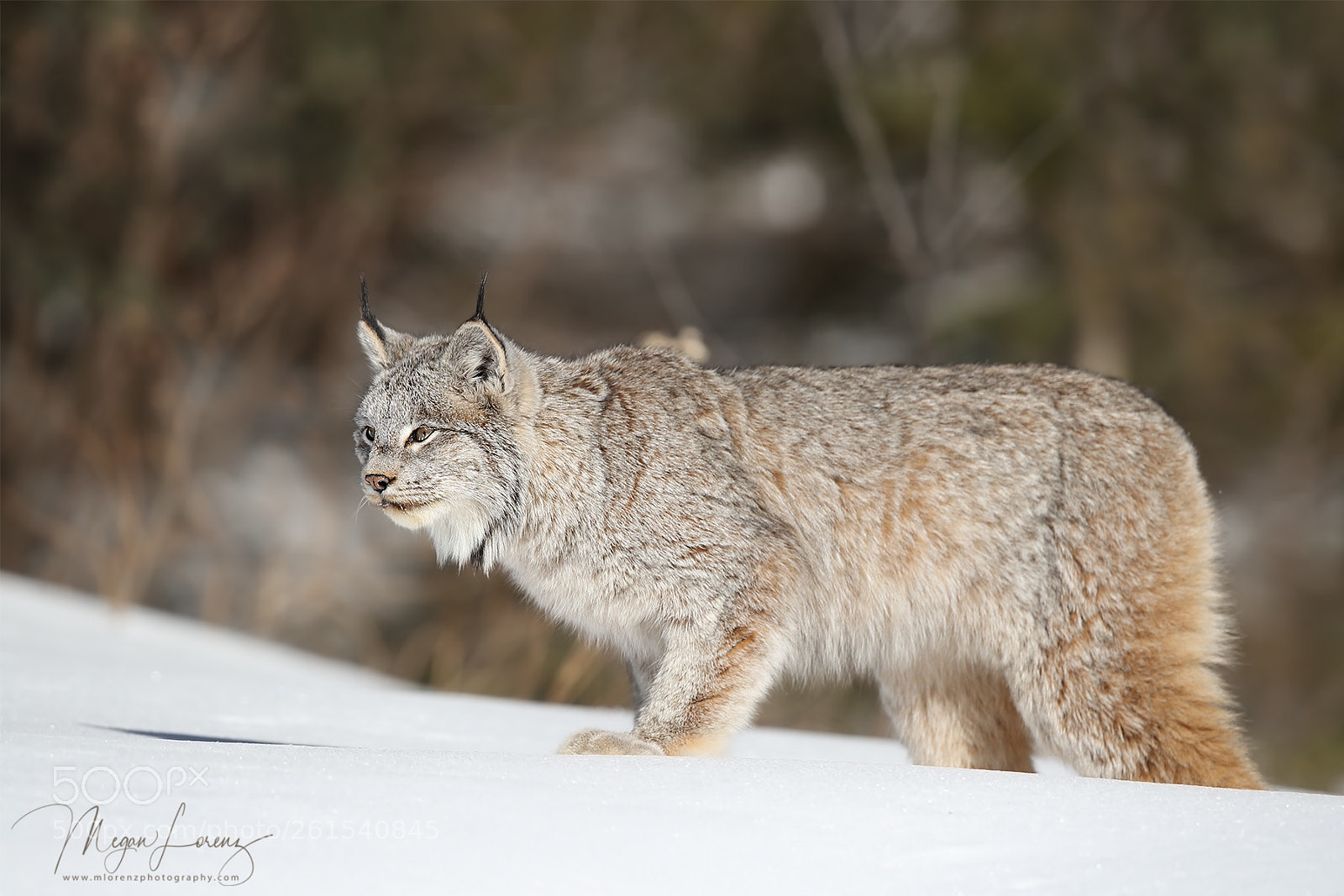 Canon EOS-1D X Mark II sample photo. The prowler photography