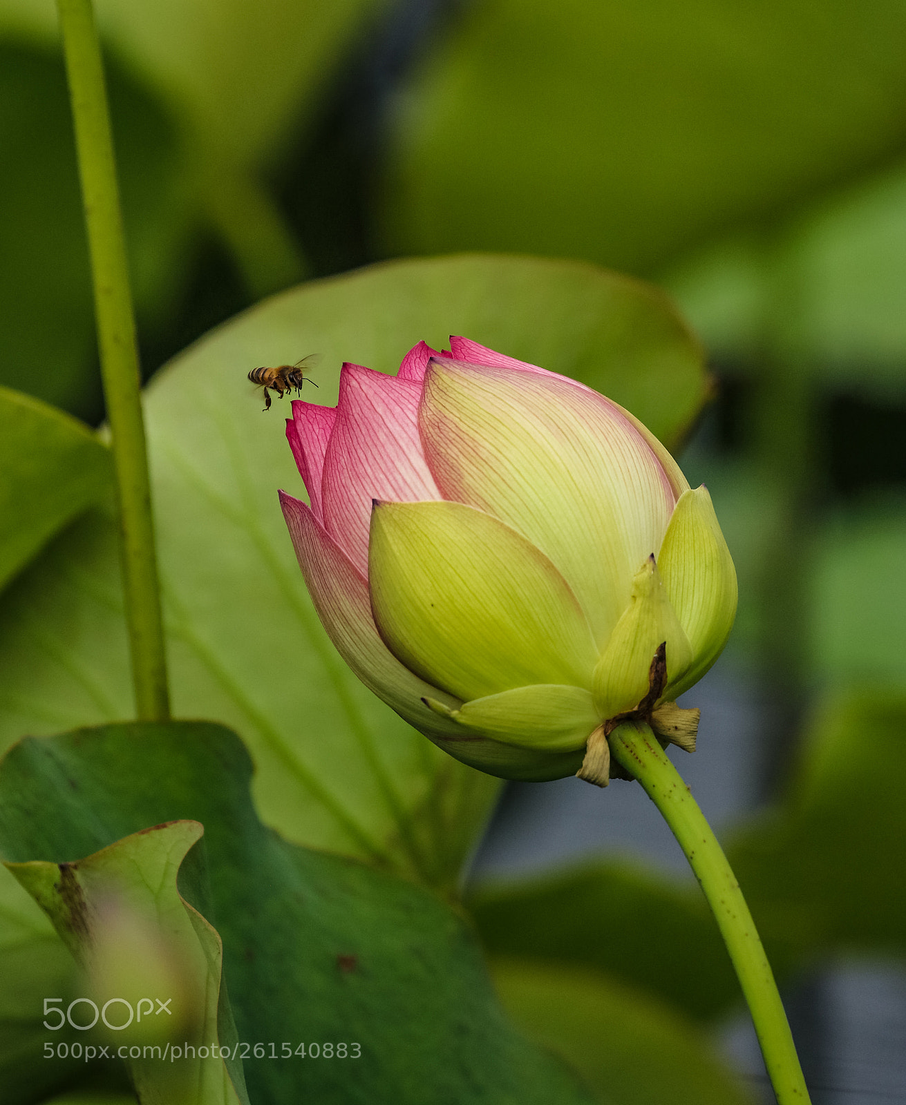 Canon EOS 7D Mark II sample photo. Nectar harvest landing bee. photography