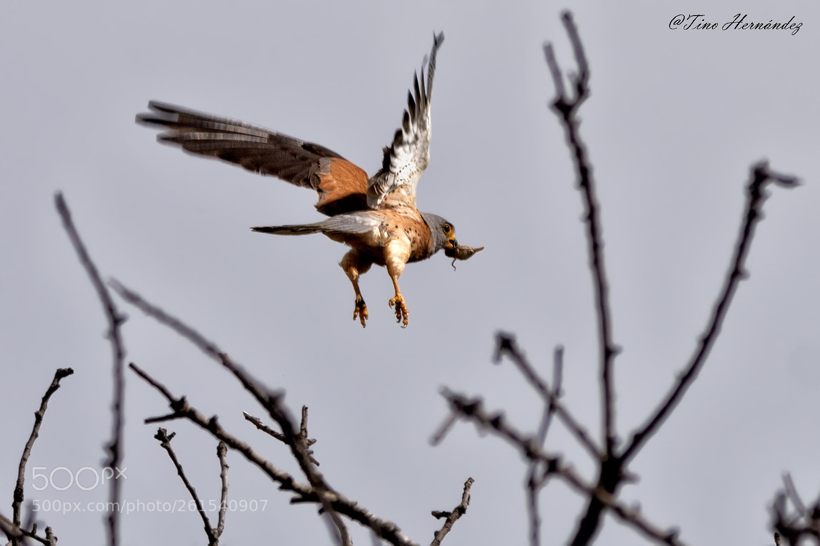 Nikon D7200 sample photo. The hunter photography