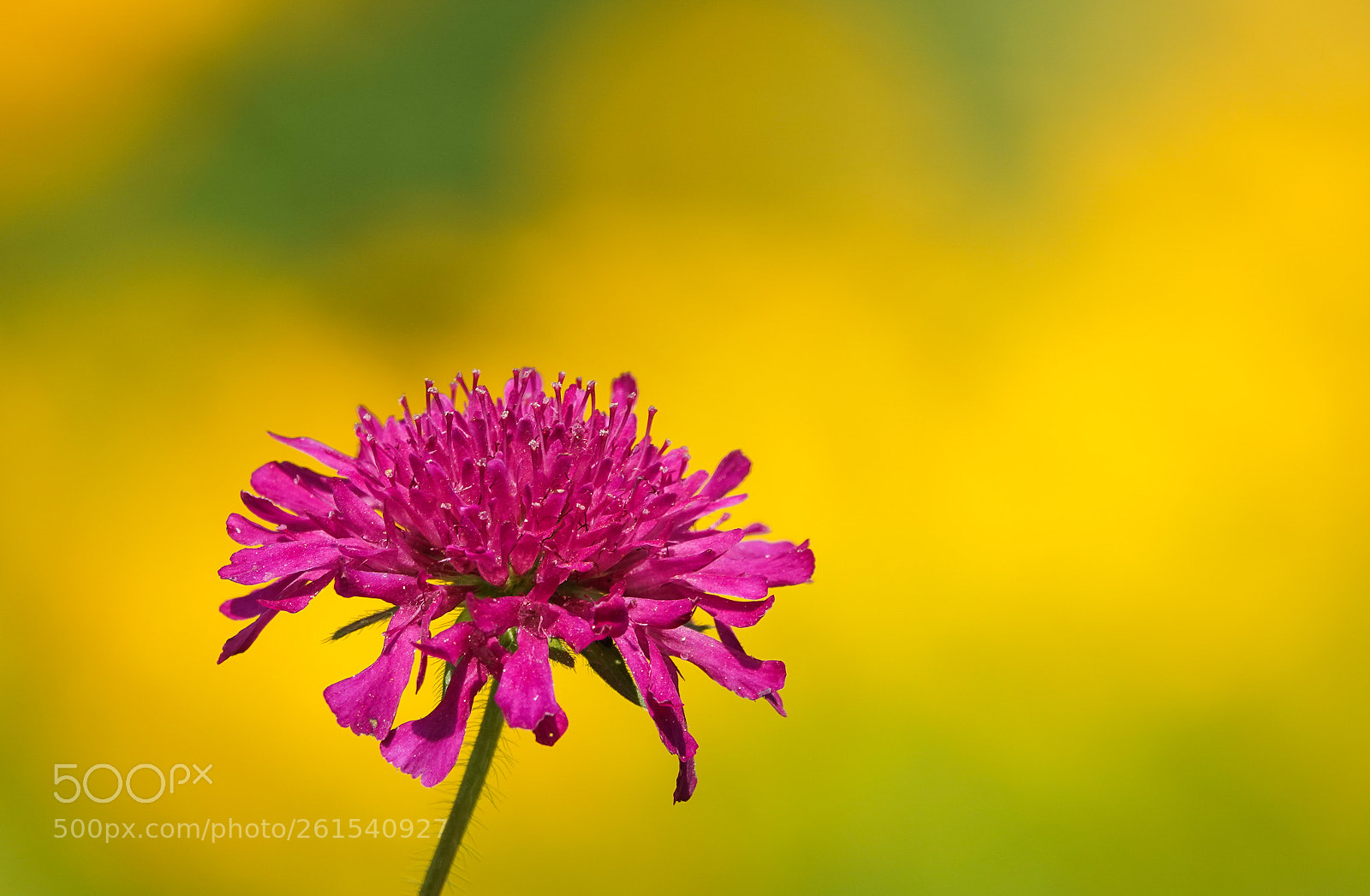 Sony Cyber-shot DSC-RX10 IV sample photo. Pink in yellow photography