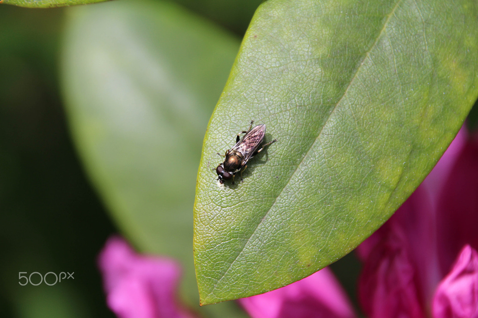 Canon EOS 650D (EOS Rebel T4i / EOS Kiss X6i) sample photo. Fly on leaf photography