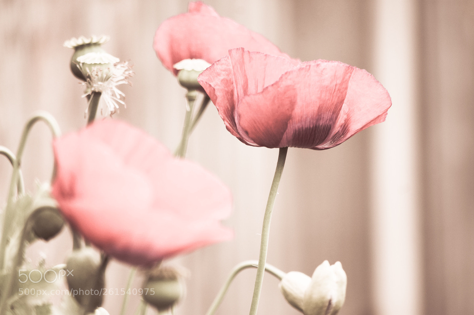 Nikon D3400 sample photo. Delicate  photography