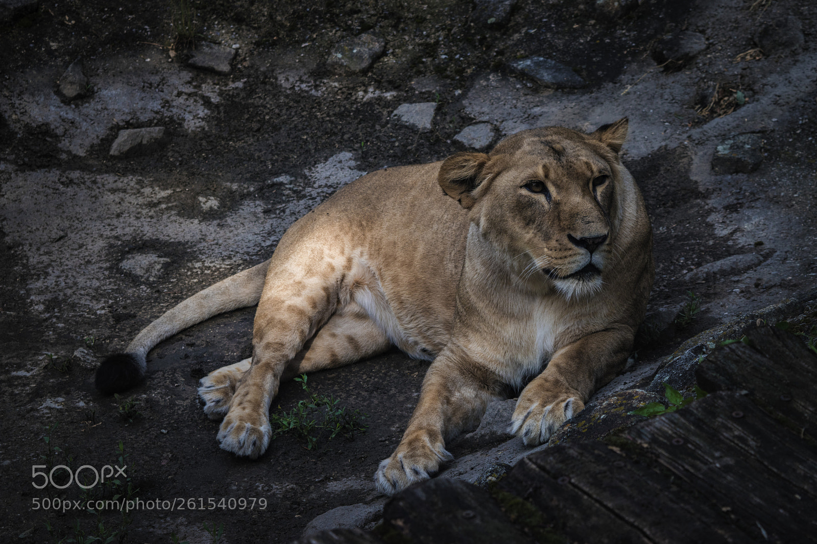 Nikon D5500 sample photo. Lioness photography