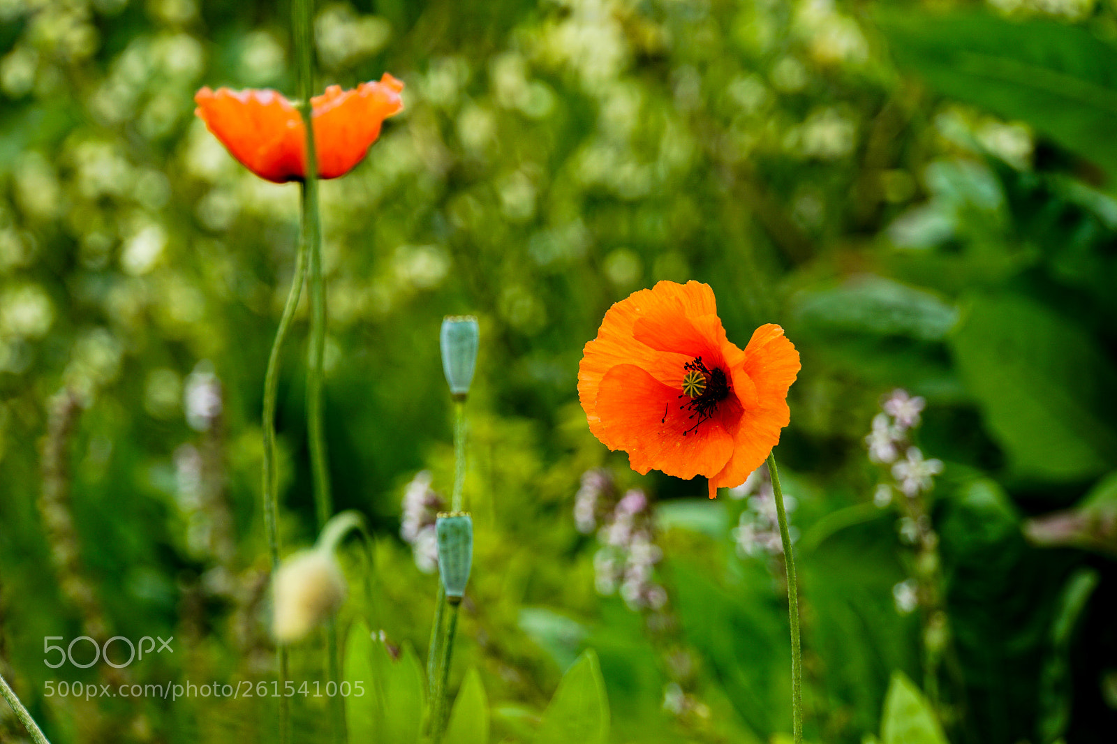 Sony a6000 sample photo. There are poppies on photography