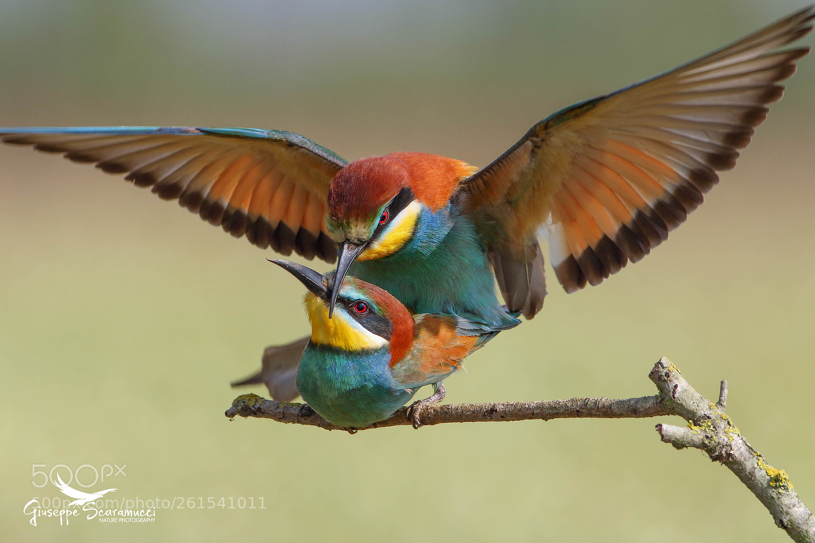Canon EOS 7D Mark II sample photo. Bee-eaters in mating photography