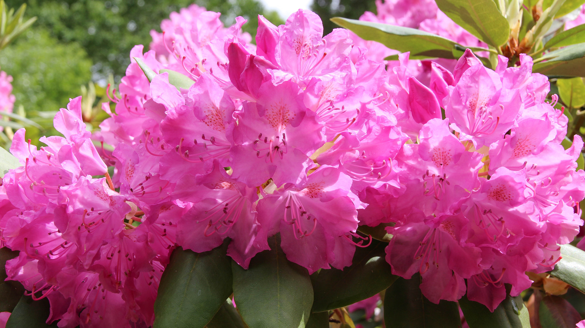 Canon EOS 650D (EOS Rebel T4i / EOS Kiss X6i) sample photo. Flowers photography