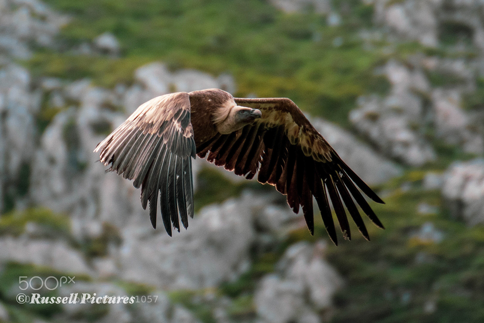 Nikon D3400 sample photo. Magnificent vulture.  photography