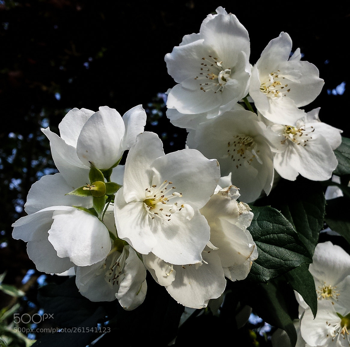 Samsung Galaxy S4 sample photo. Philadelphus coronarius photography