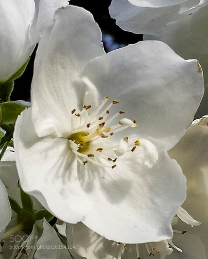 Samsung Galaxy S4 sample photo. Philadelphus coronarius photography