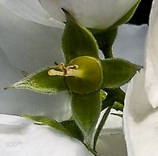 Samsung Galaxy S4 sample photo. Philadelphus coronarius photography