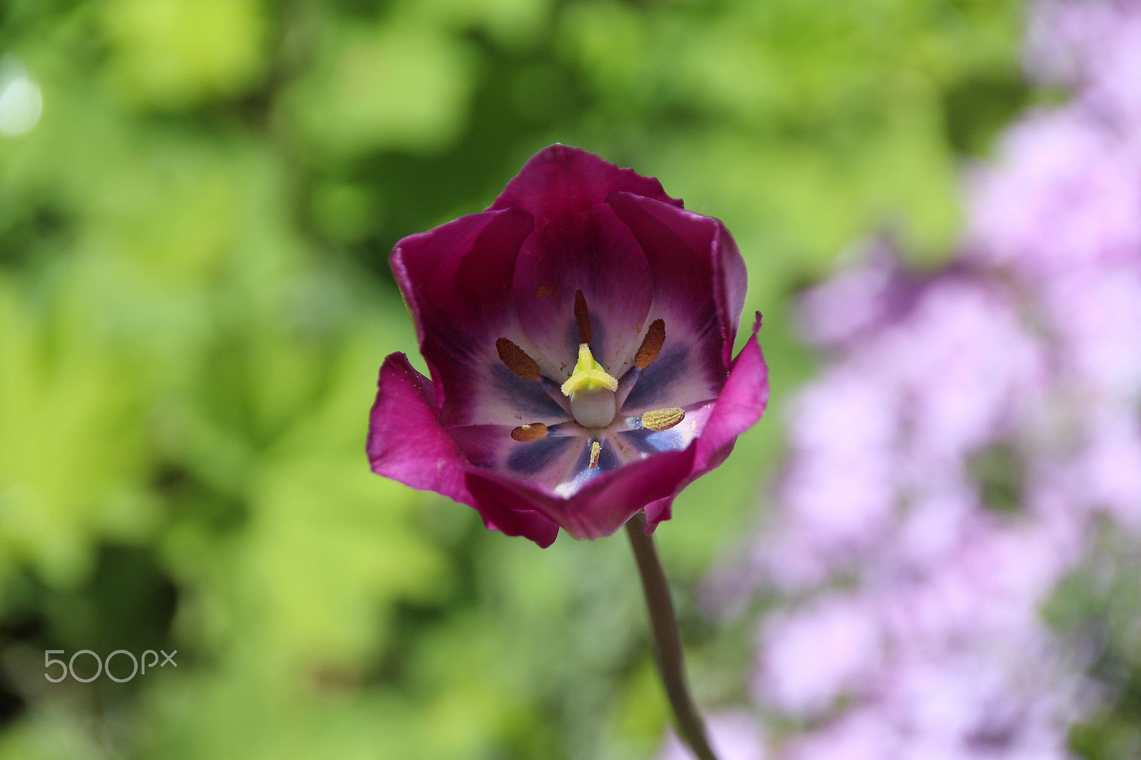 Canon EOS 650D (EOS Rebel T4i / EOS Kiss X6i) sample photo. Blooming tulip photography