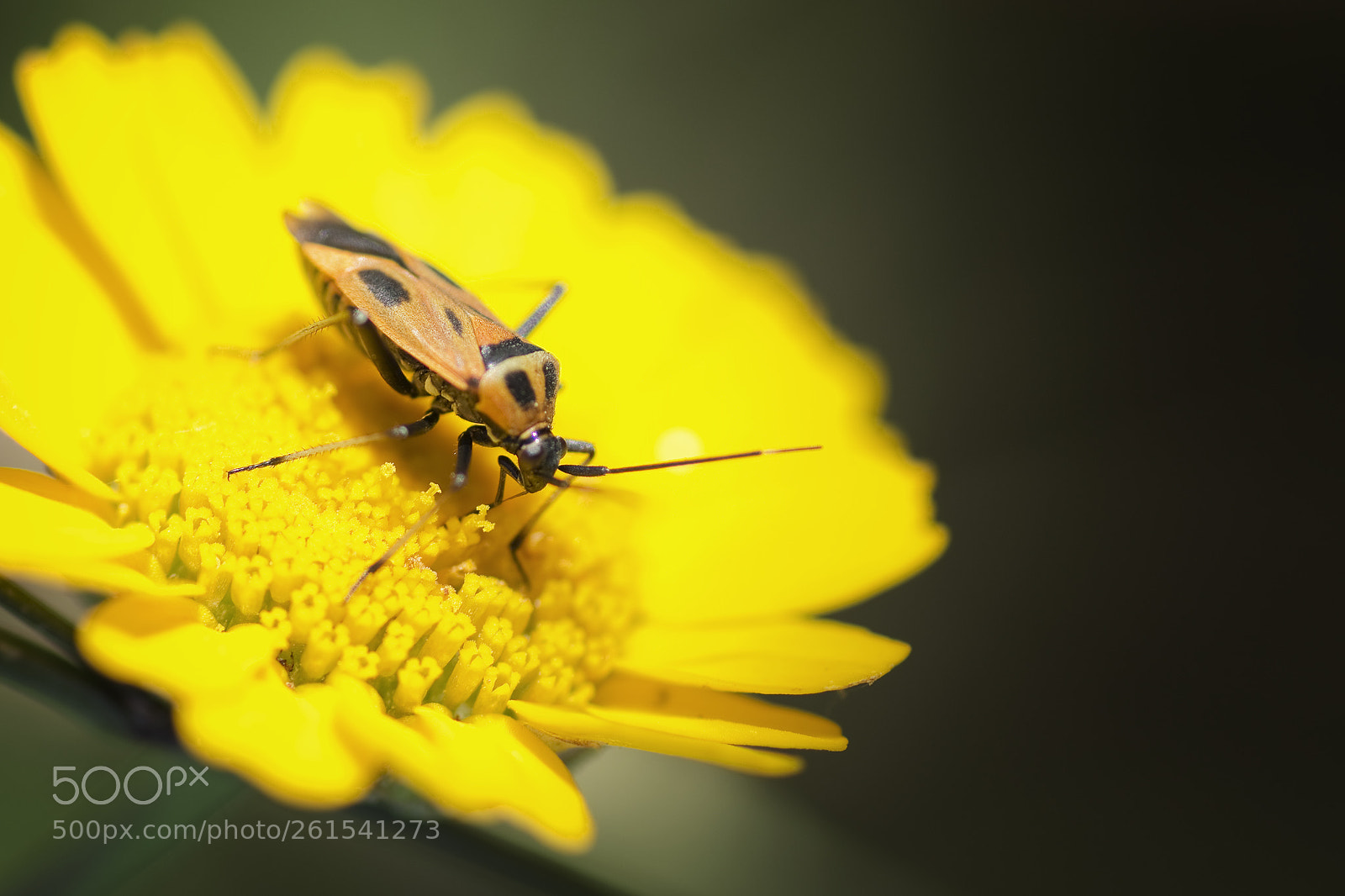 Nikon D5200 sample photo. Flower & bug photography