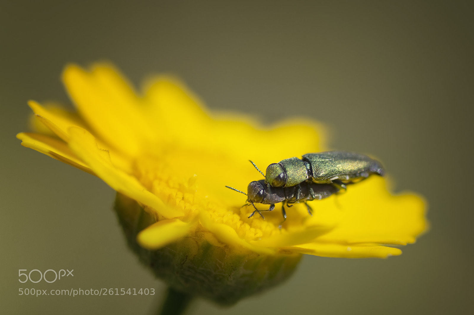 Nikon D5200 sample photo. Bugs photography