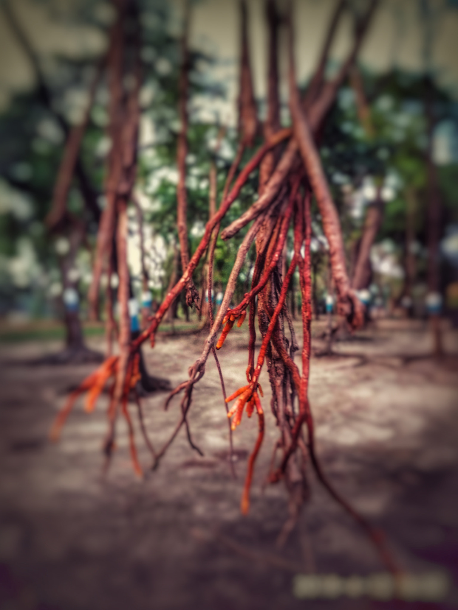 Xiaomi Redmi 4 Pro sample photo
