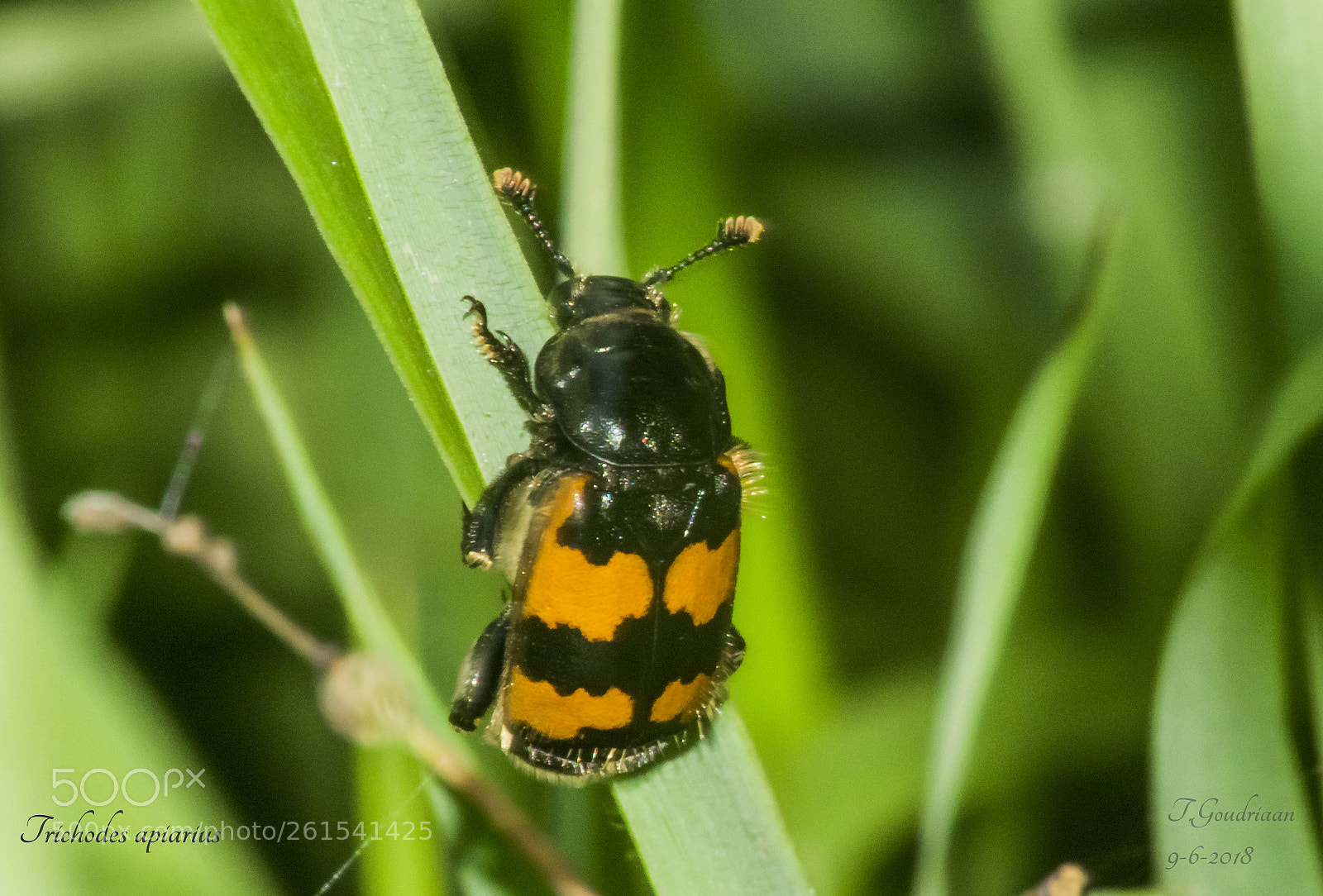 Nikon D5300 sample photo. Beetle (trichodes apiarius) photography