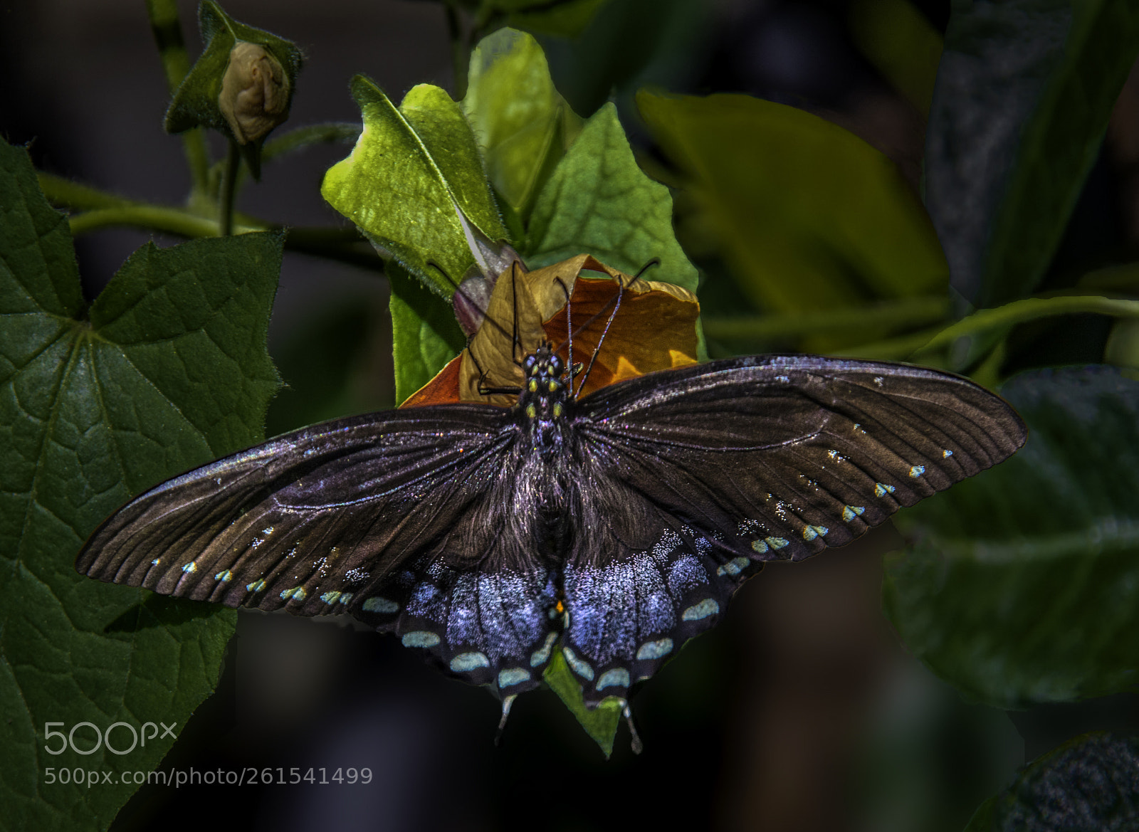 Canon EOS 5DS sample photo. Butterfly in brown and photography