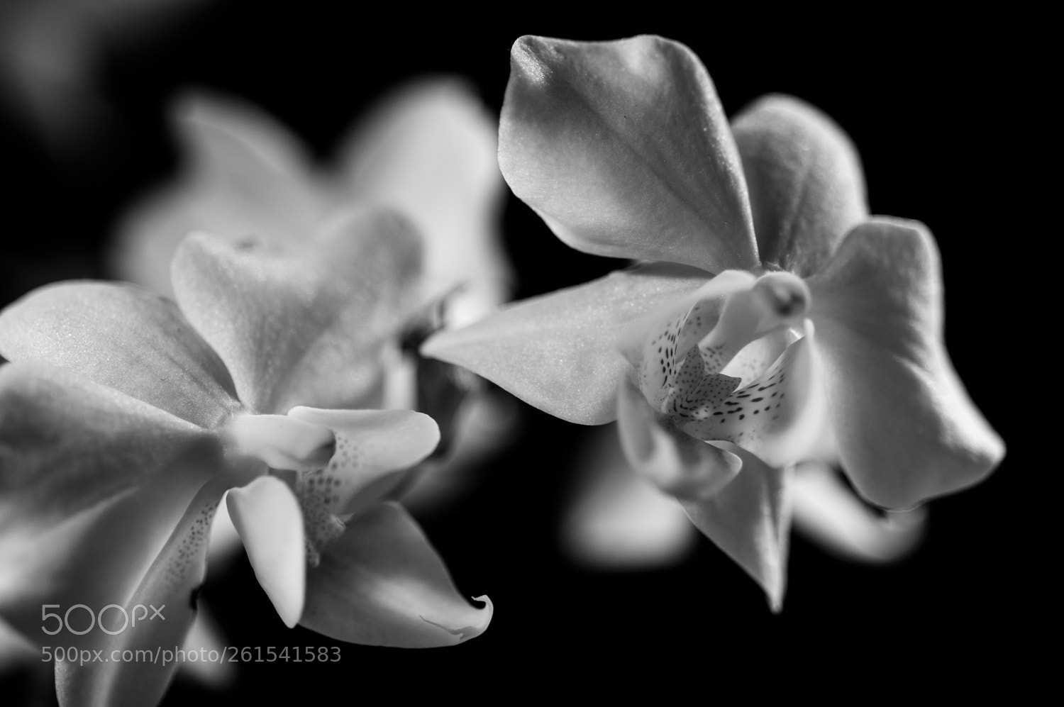 Nikon D3200 sample photo. Orchid #2 photography