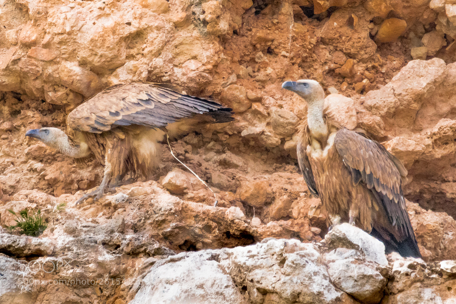 Canon EOS 80D sample photo. Griffon vulture photography