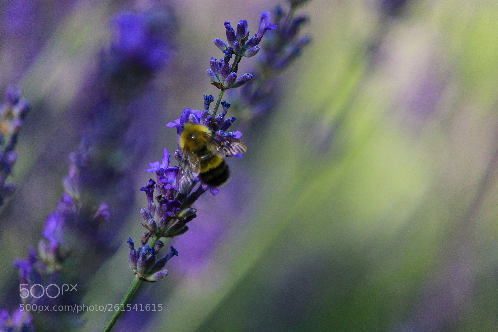 Canon EOS 1100D (EOS Rebel T3 / EOS Kiss X50) sample photo. Bee on lavender photography