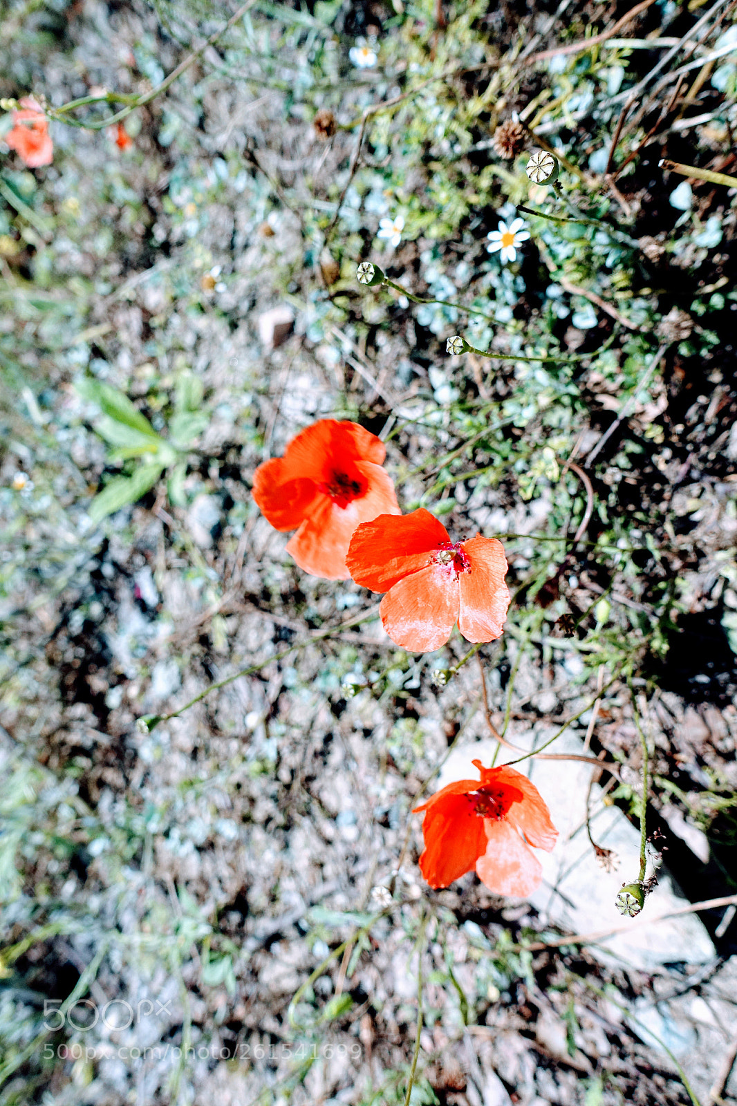 Sony Cyber-shot DSC-RX100 IV sample photo. Untitled photography