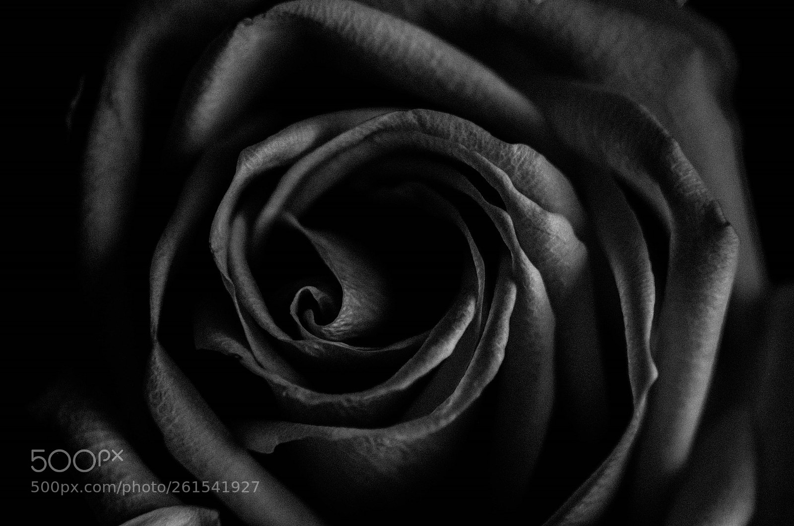 Nikon D5200 sample photo. Desert rose photography