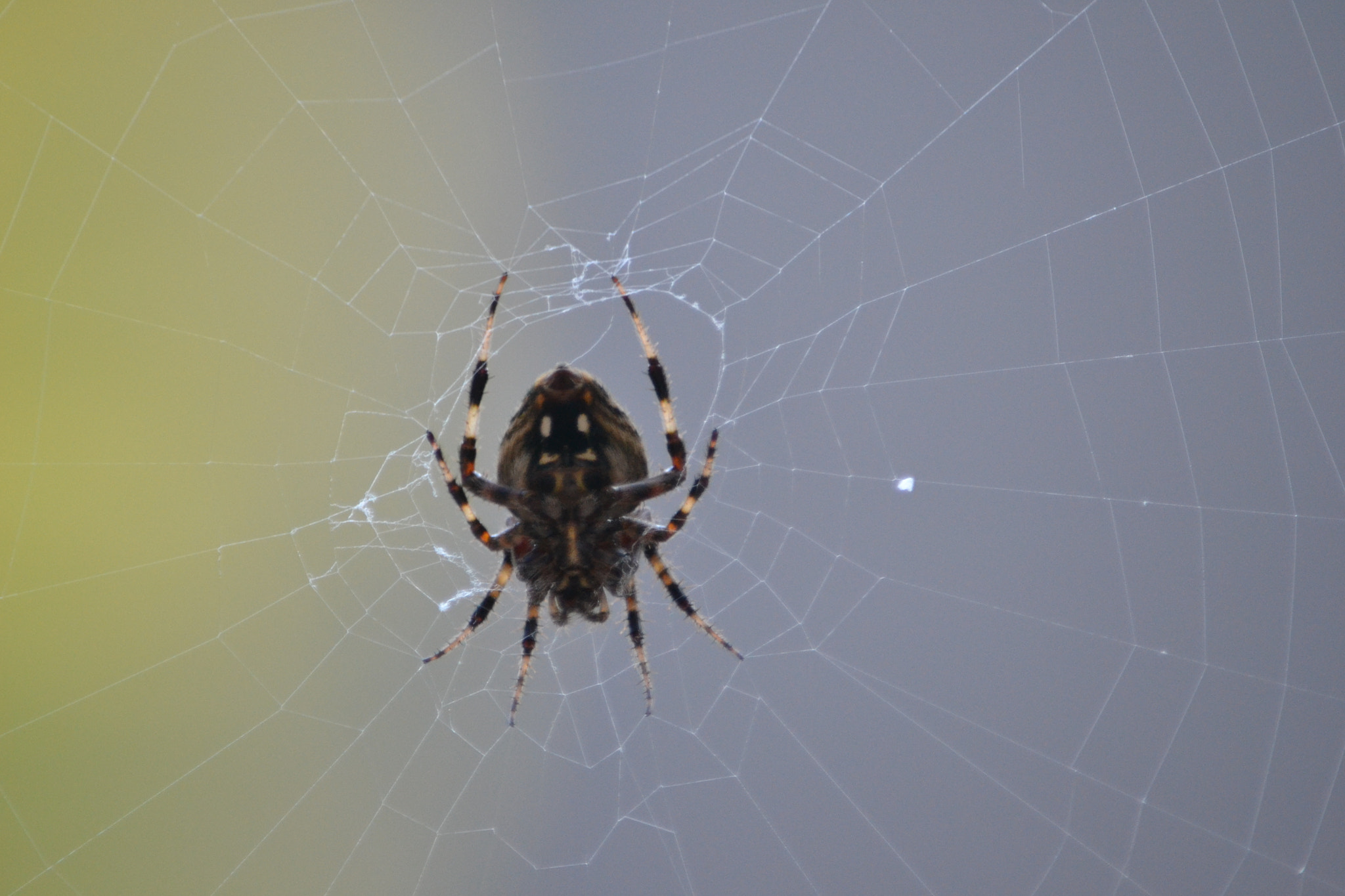 Nikon D3100 sample photo. Spideronweb photography