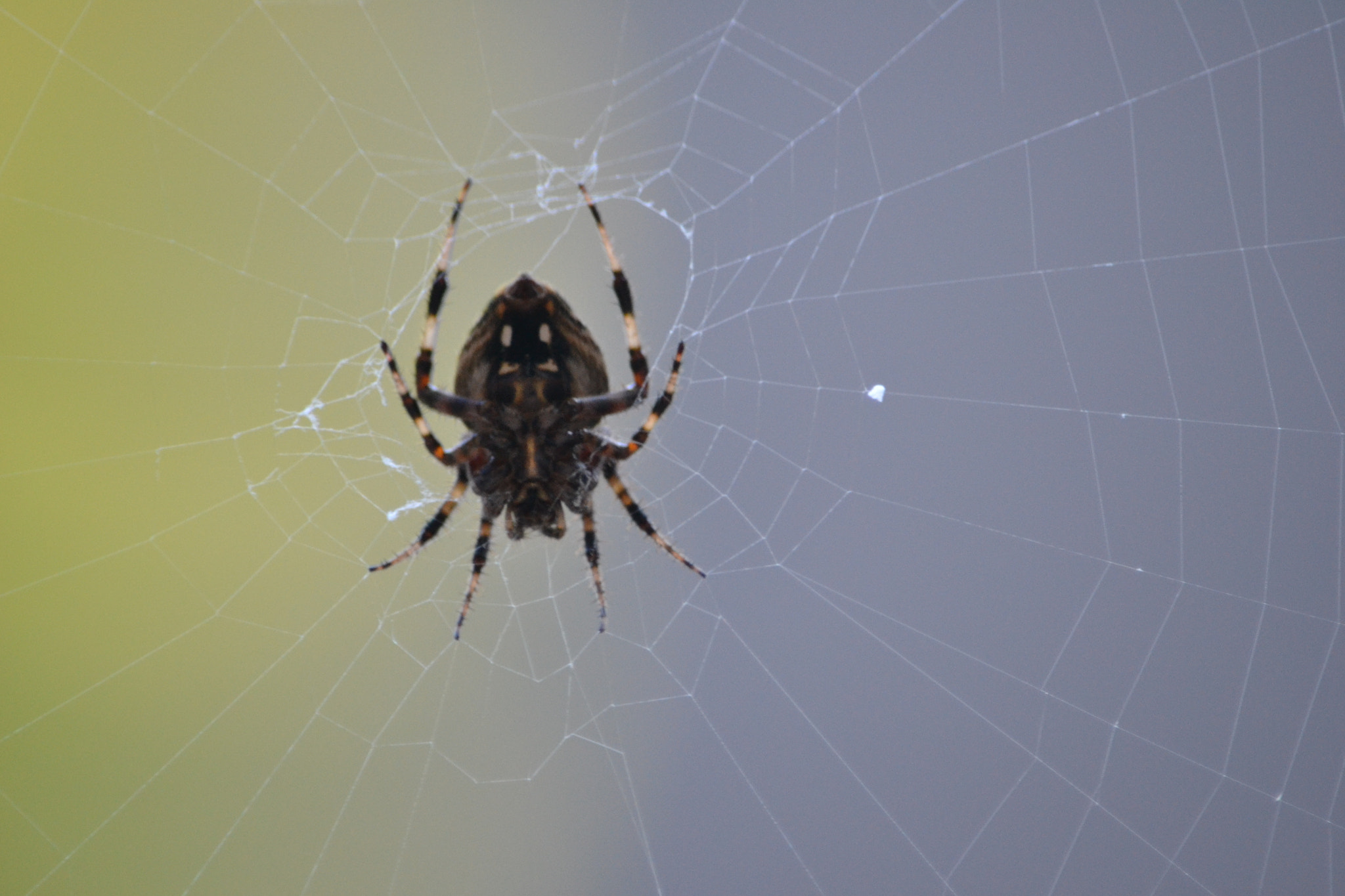 Nikon D3100 sample photo. Spideronweb photography