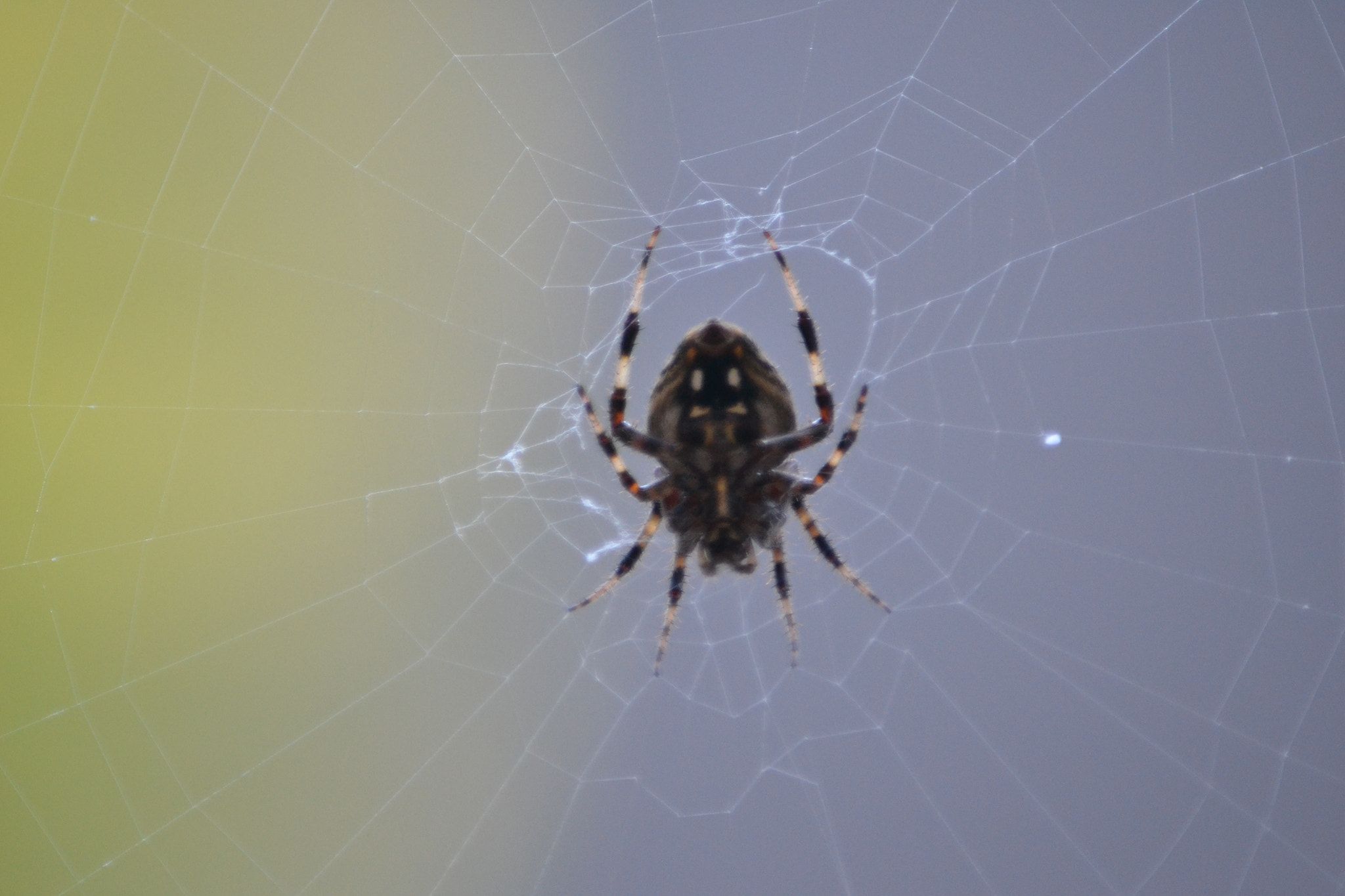 Nikon D3100 sample photo. Spideronweb photography