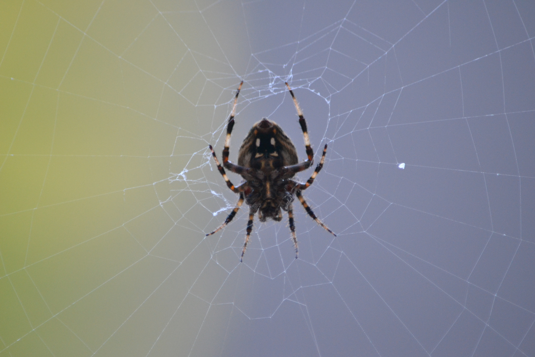 Nikon D3100 sample photo. Spideronweb photography