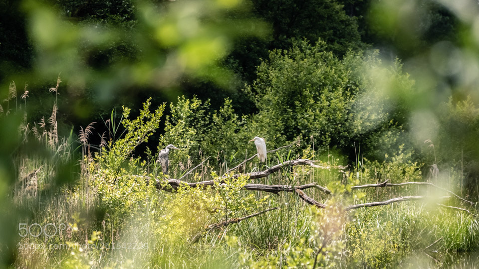 Nikon D5500 sample photo. Bird's discussion photography