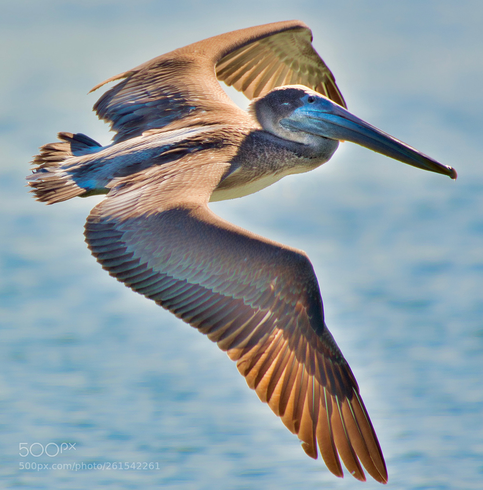 Nikon D500 sample photo. Backlit pelican photography