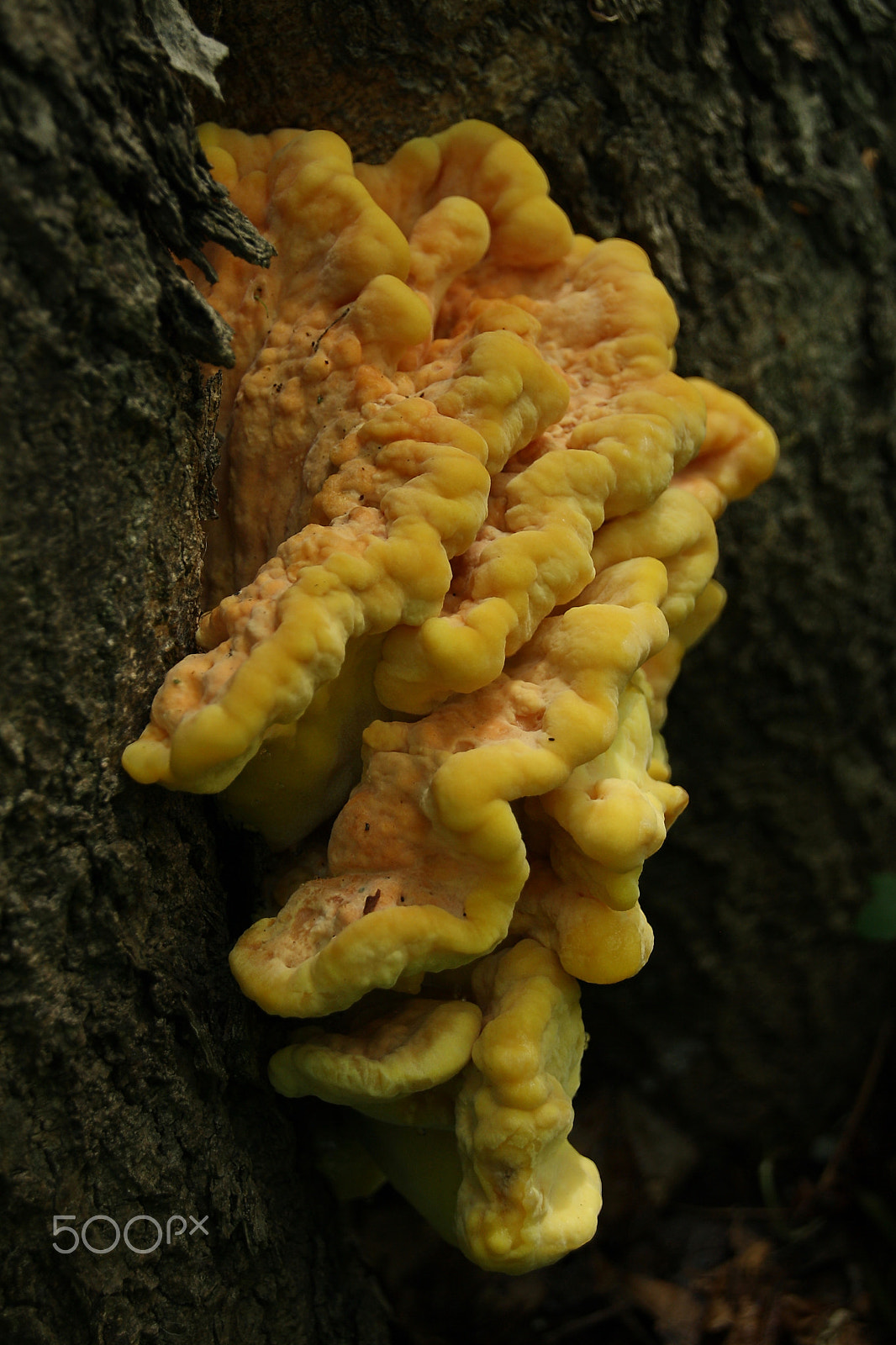 Canon EOS 1000D (EOS Digital Rebel XS / EOS Kiss F) sample photo. Laetiporus sulphureus photography