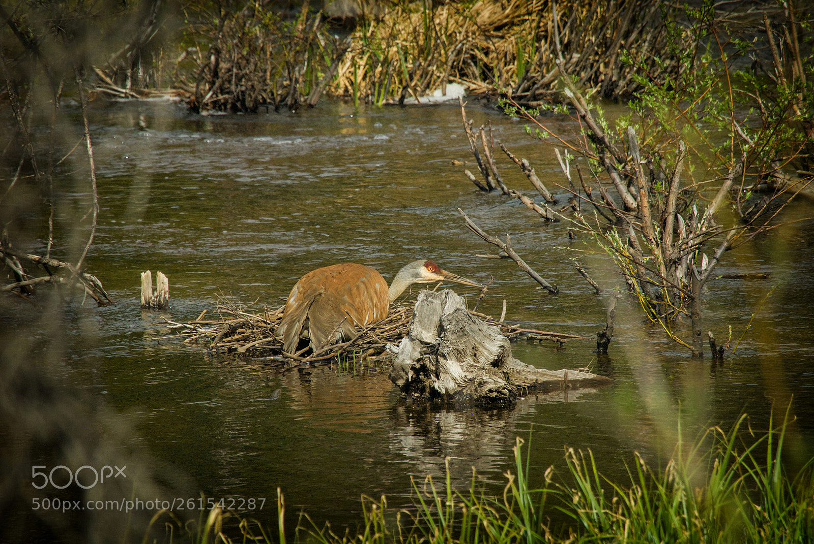 Nikon D200 sample photo. Nesting photography